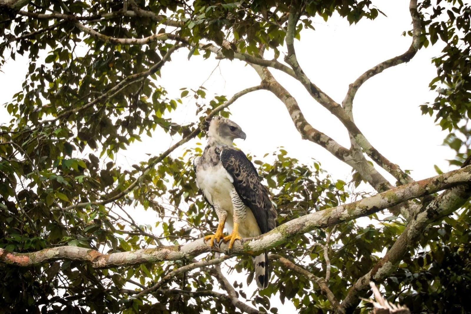 Pousada Paraiso Do Calango Azul Presidente Figueiredo Bagian luar foto