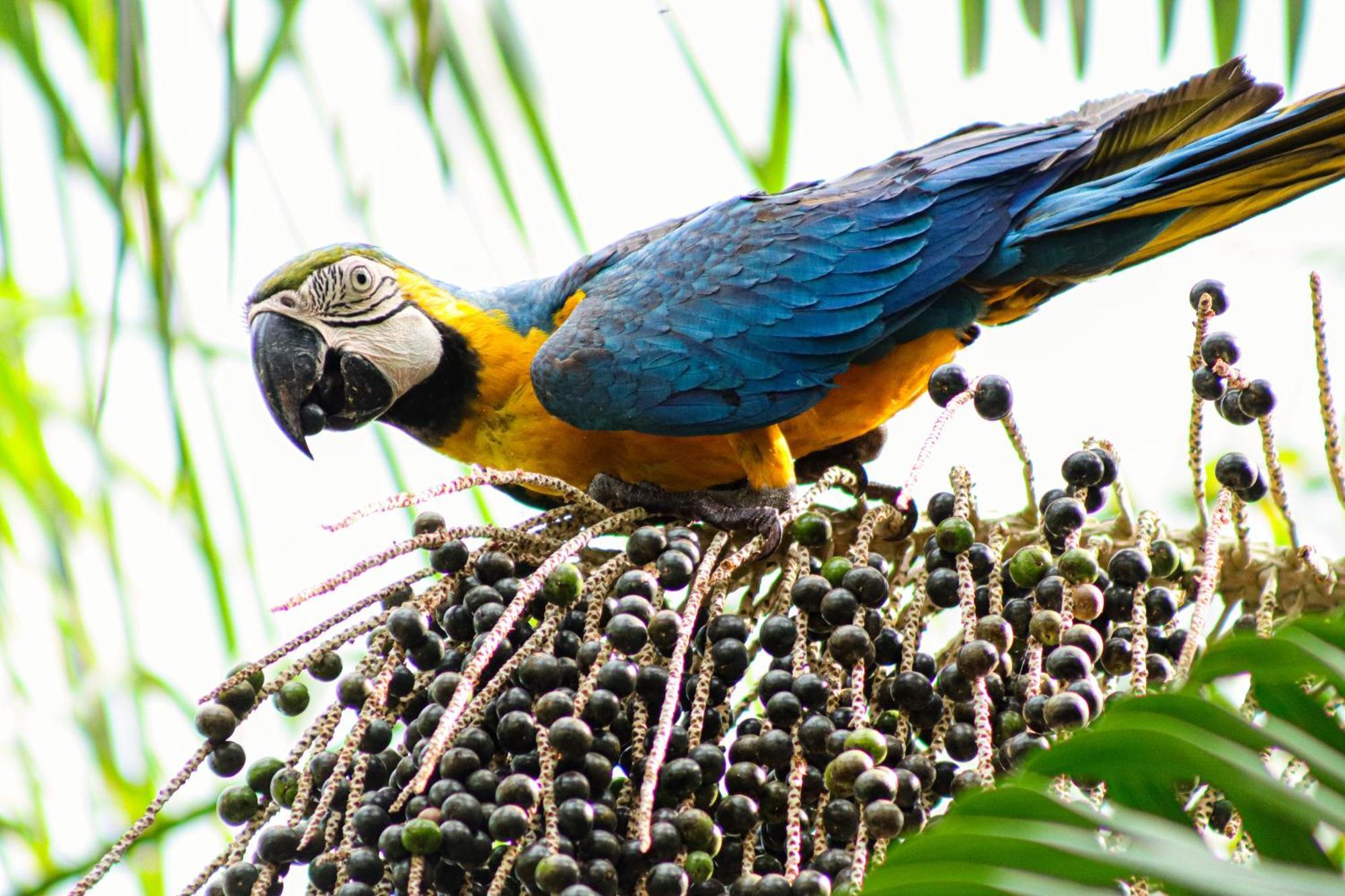 Pousada Paraiso Do Calango Azul Presidente Figueiredo Bagian luar foto