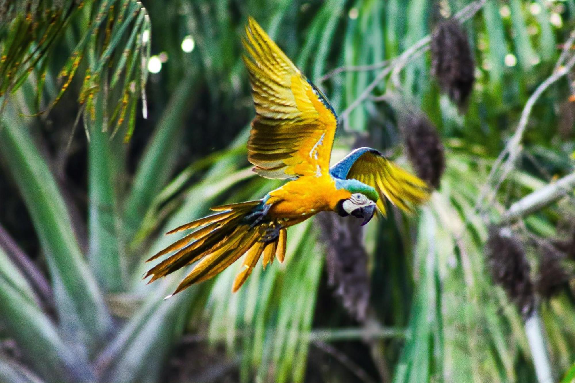 Pousada Paraiso Do Calango Azul Presidente Figueiredo Bagian luar foto